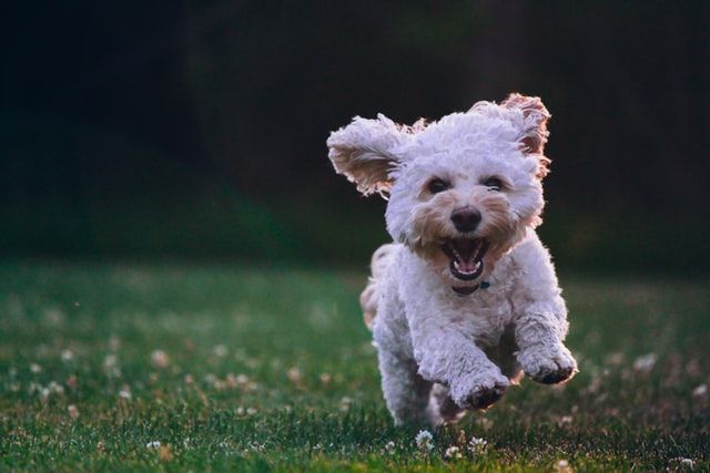 A very happy puppy.